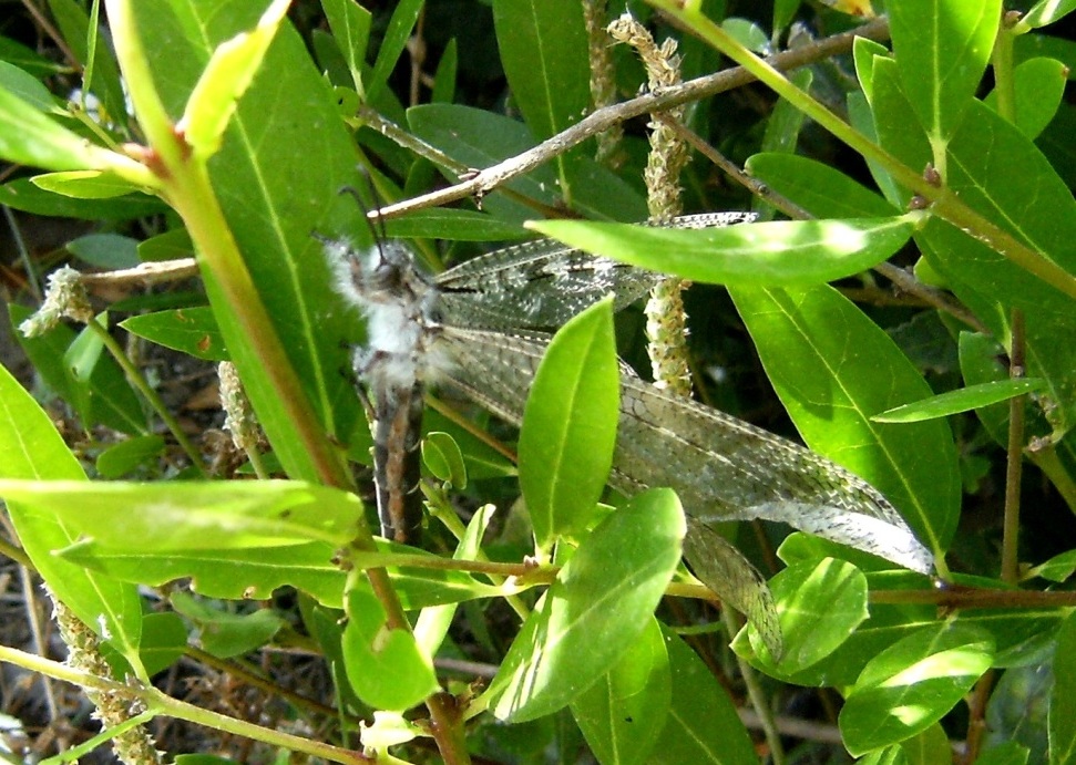 Grosso formicaleone Acanthaclisis occitanica